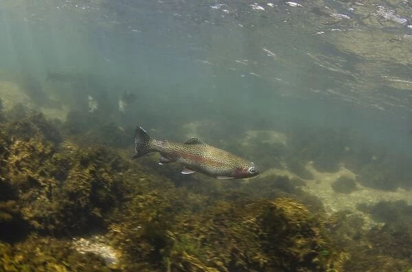 Rainbow Trout (Oncorhynchus mykiss) introduced species, adult, swimming in river habitat, River Derwent, Peak District