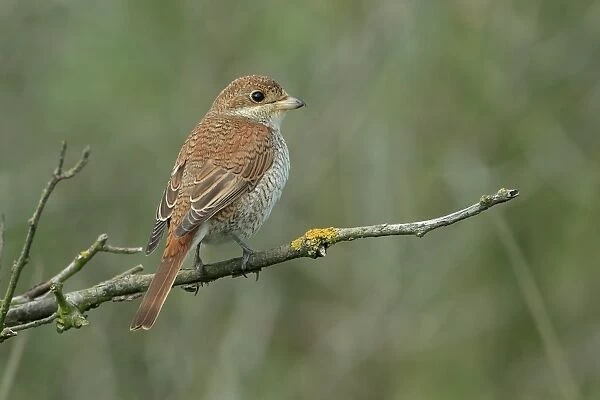 Red-backed Shrike (Lanius collurio) juvenile, perched on twig, Suffolk, England, October