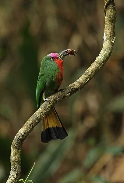 Red-bearded Bee-eater (Nyctyornis amictus) adult male, with beetle prey in beak, perched on branch, Kaeng Krachan N. P