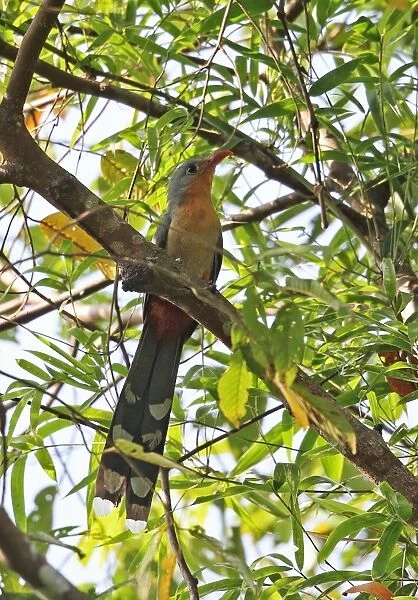 Red-billed Malkoha (Phaenicophaeus javanicus) adult, perched on branch, Way Kambas N. P