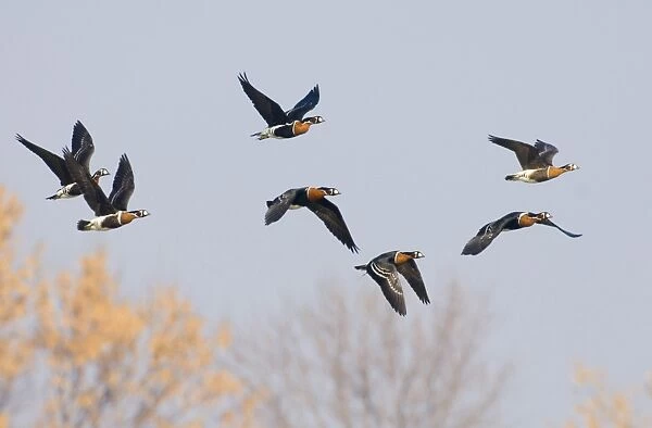 Red-breasted Goose (Branta ruficollis) adults, flock in flight, Durankulak, Dobrich Province, Bulgaria, february