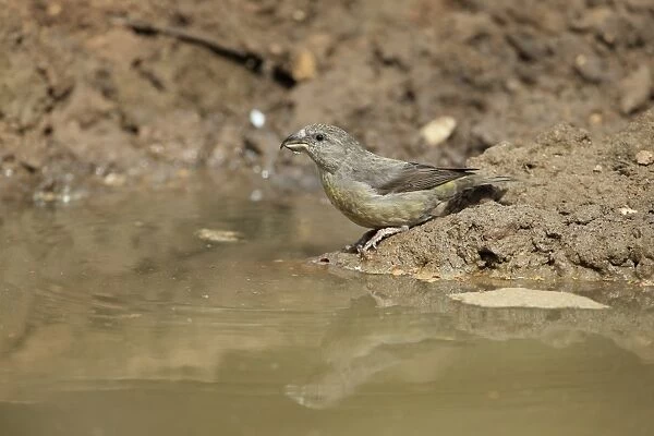 Red Crossbill (Loxia curvirostra) adult female, drinking at puddle, Norfolk, England, April