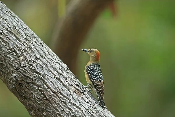 Red-crowned Woodpecker (Melanerpes rubricapillus terricolor) adult female, with insect in beak