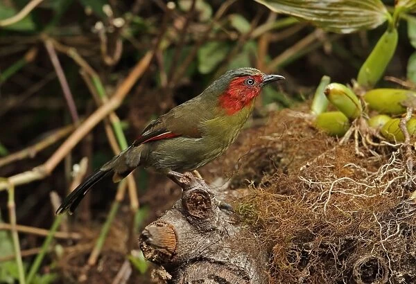 Red-faced Liocichla (Liocichla phoenicea ripponi) adult, perched on mossy stump, Doi Lang, Doi Pha Hom Pok N. P