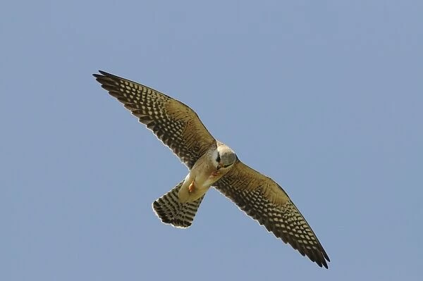Red-footed Falcon (Falco vespertinus) adult female, in flight, feeding in mid-air, Lemnos, Greece, April