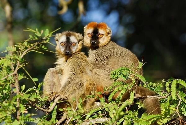 Red-fronted Brown Lemur (Eulemur rufus) adult male and female, sitting on branches in tamarind gallery forest, Berenty Nature Reserve, Southern Madagascar, august