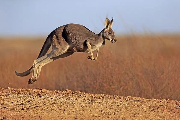 Red Kangaroo (Macropus rufus) adult female, jumping in dry outback, Sturt N. P. New South Wales, Australia, October