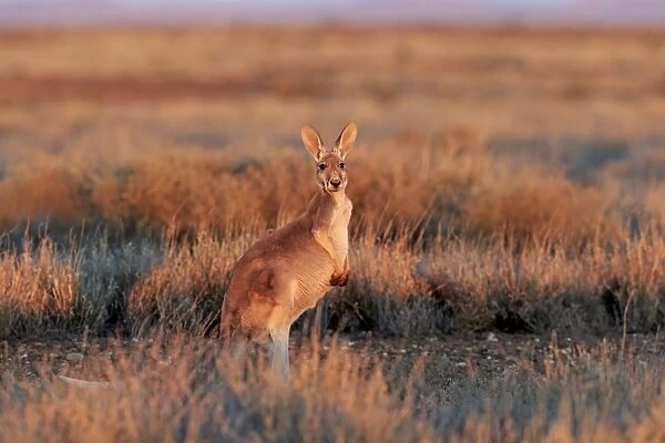 Red Kangaroo (Macropus rufus) adult female, standing in dry outback at sunset, Sturt N. P