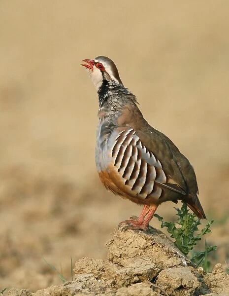 Red-legged Partridge (Alectoris rufa) adult, calling, standing on clump of soil in field, Leicestershire, England, april