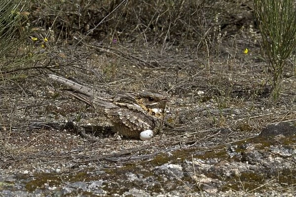 Red-necked Nightjar (Caprimulgus ruficollis) adult, settling on eggs in nest, panting in heat, Extremadura, Spain, may