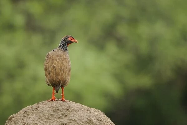 Red-necked Spurfowl (Pternistis afer) adult, standing on mound, Ruaha N. P. Tanzania