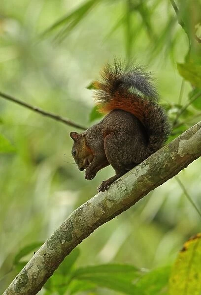 Red-tailed Squirrel (Sciurus granatensis) adult, feeding on nut, sitting on branch, Canopy Tower, Panama, November