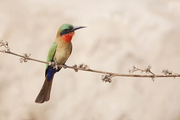 Red-throated Bee-eater (Merops bullocki) adult, perched on stem, Gambia, February
