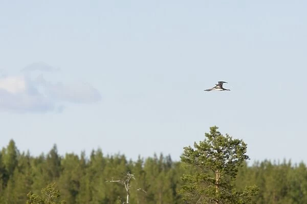 Red-throated Diver (Gavia stellata) adult, summer plumage, in flight over coniferous forest habitat, Finland