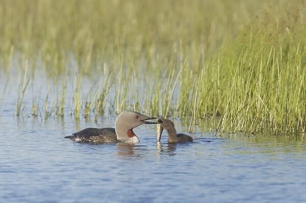 Red-throated Diver (Gavia stellata) adult, summer plumage, feeding fish to chick on water, Finland