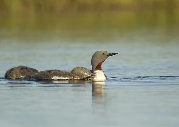 Red-throated Diver (Gavia stellata) adult, breeding plumage, with two chicks, swimming, Iceland, June