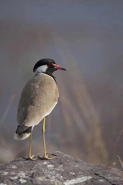 Red-wattled Lapwing (Vanellus indicus) adult, standing on rock, Ranthambore N. P. Rajasthan, India