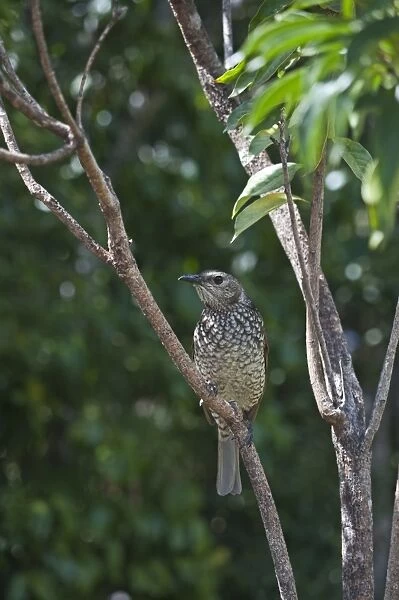 Regent Bowerbird (Sericulus chrysocephalus) adult female, perched on branch, O'Reilly's, Lamington N. P. Queensland, Australia