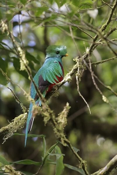 Resplendent Quetzal (Pharomachrus mocinno) adult male, non-breeding plumage, perched on branch, Monteverde, Costa Rica
