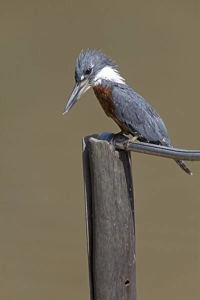 Ringed Kingfisher (Megaceryle torquata) adult male, perched on post, Pantanal, Mato Grosso, Brazil