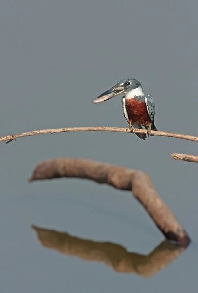 Ringed Kingfisher (Megaceryle torquata torquata) adult female, with fish in beak, perched on twig over water, Pantanal Wildlife Centre, Mato Grosso, Brazil, september