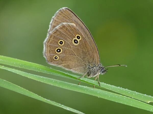 Ringlet (Aphantopus hyperantus) adult male, resting on grass in meadow, in early morning rainfall, France, july