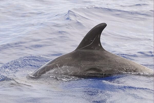 Rissos Dolphin (Grampus griseus) adult, dorsal fin and back of scarred individual, surfacing from water, Maldives