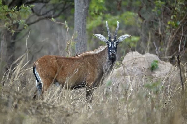 Roan Antelope (Hippotragus equinus) adult female, standing in dry woodland, Fatalah Reserve, Senegal, january