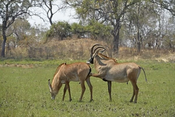 Roan Antelope (Hippotragus equinus) adult pair, male displaying interest in mating with female, Kafue N. P