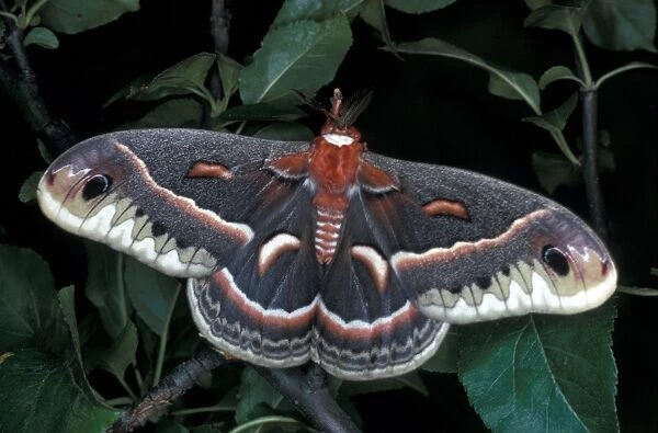 Robin Moth (Hyalophora cecropia) Close up with wings spread