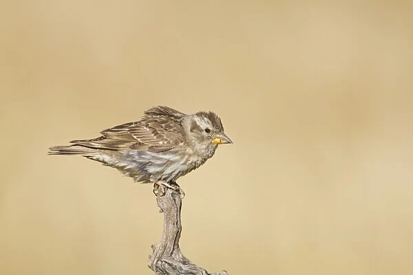 Rock Sparrow (Petronia petronia) adult, perched on vine, Spain, june