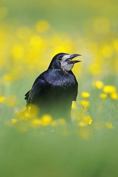 Rook (Corvus frugilegus) adult, feeding on seeds, standing amongst buttercups in field, Oxfordshire, England, may