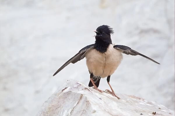 Rose-coloured Starling (Sturnus roseus) adult male, singing and displaying, perched on rock, Bulgaria, may