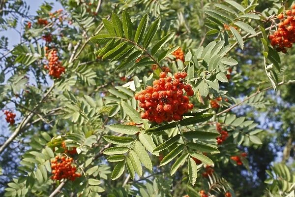 Rowan (Sorbus aucuparia) close-up of berries and leaves, growing in woodland, Vicarage Plantation, Mendlesham, Suffolk
