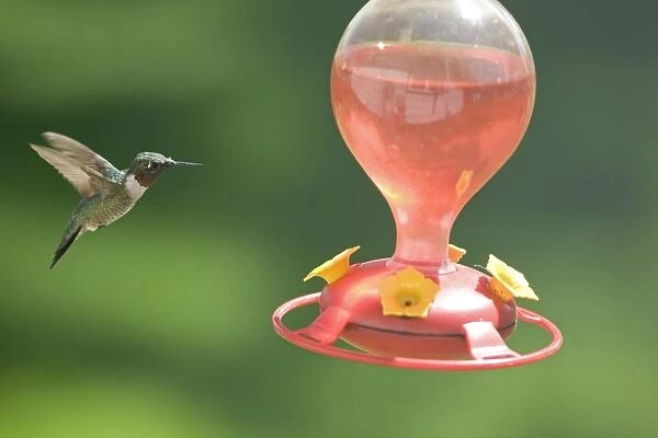 Ruby-throated Hummingbird (Archilochus colubris) adult male, in flight, hovering at feeder in garden, North Dakota