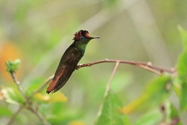 Ruby-topaz Hummingbird (Chrysolampis mosquitus) adult male, perched on twig, Trinidad and Tobago, March