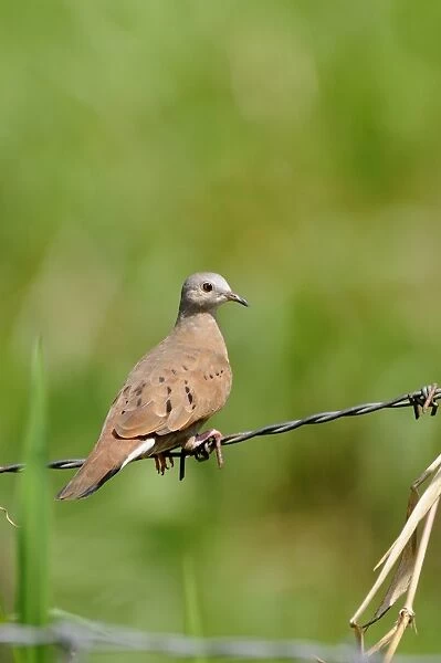 Ruddy Ground-dove (Columbina talpacoti rufipennis) adult, perched on barbed wire fence, Trinidad, Trinidad and Tobago