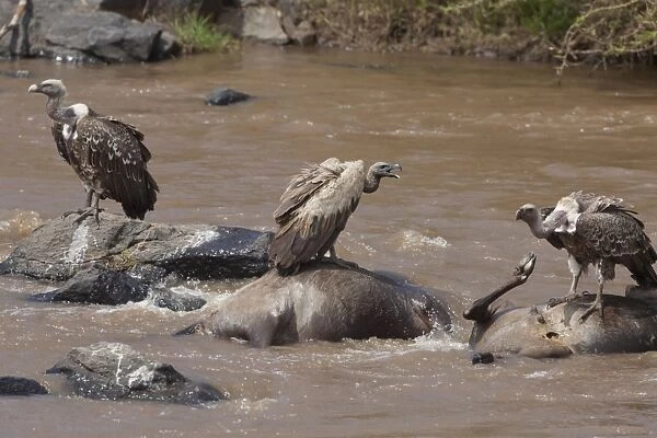 Rueppells Griffon Vulture (Gyps rueppellii) and White-backed Vulture (Gyps africanus) adults