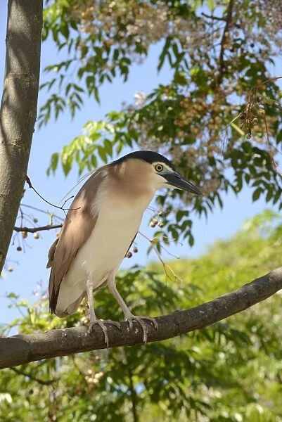 Rufous Night-heron (Nycticorax caledonicus) adult, perched on branch, Melbourne, Victoria, Australia, November