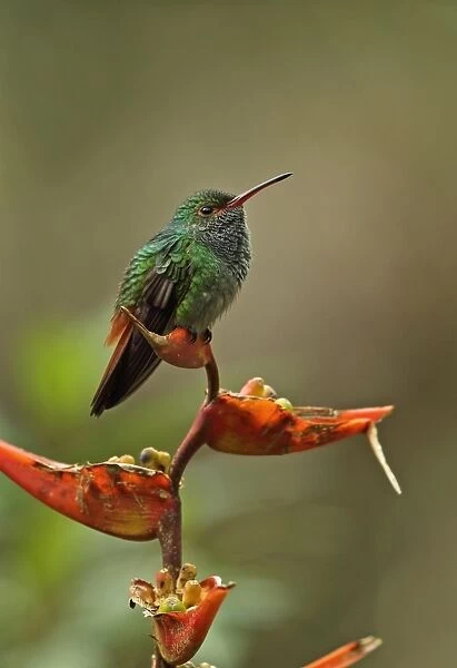 Rufous-tailed Hummingbird (Amazilia tzacatl tzacatl) adult, perched on heliconia flower, Canopy Lodge, El Valle