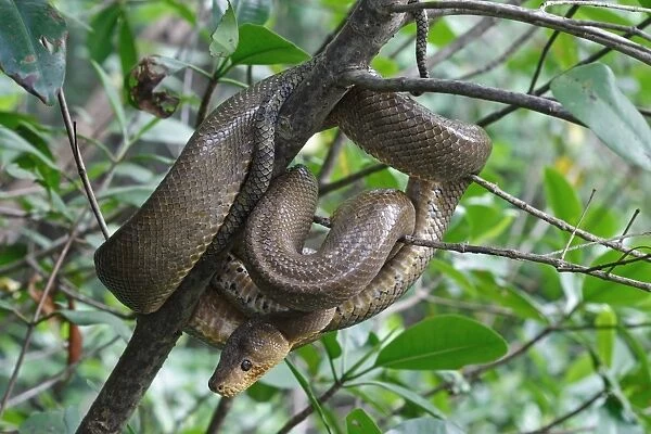 Ruschenbergs Tree Boa (Corallus ruschenbergerii) adult, coiled on branch, Trinidad and Tobago, November