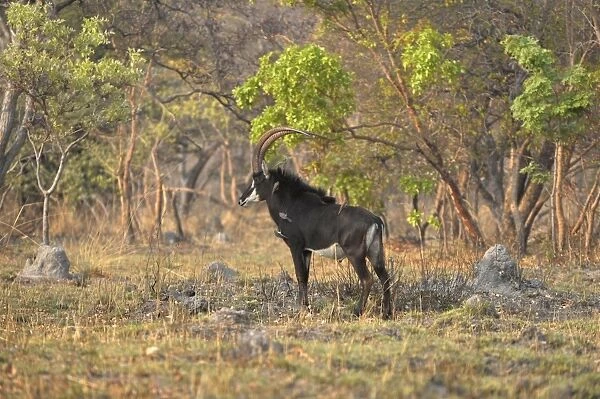 Sable Antelope (Hippotragus niger) adult male, standing in bush clearing, Kafue N. P. Zambia, September