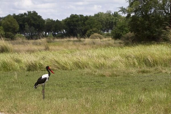 Saddle-billed Stork (Ephippiorhynchus senegalensis) adult female, standing in habitat, Okavango Delta, Botswana