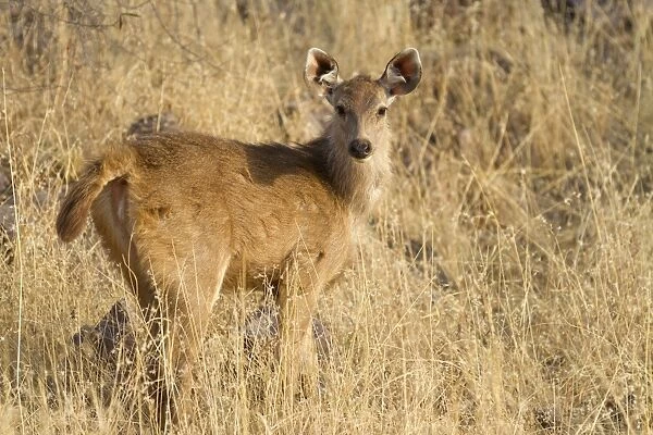 Sambar (Rusa unicolor) young, standing in grass, Ranthambore N. P. Rajasthan, India, March
