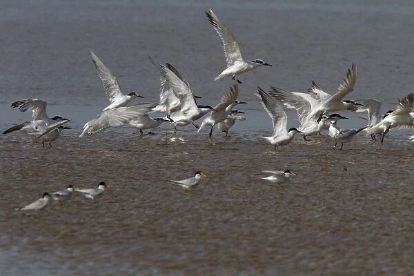 Sandwich Terns with Common and Little Terns
