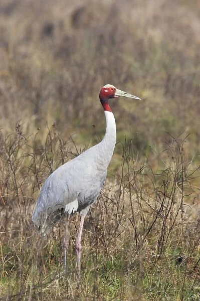 Sarus Crane (Grus antigone) adult, standing in marshland, Keoladeo Ghana N. P. (Bharatpur), Rajasthan, India