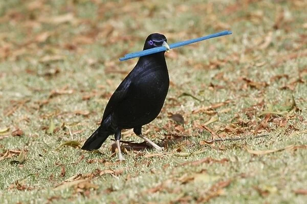 Satin Bowerbird (Ptilonorhynchus violaceus) adult male, collecting blue plastic objects to decorate bower
