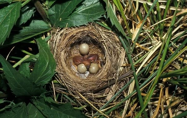 Sedge Warbler (Acrocephalus schoenobaenus) Nest with three eggs & two newly hatched