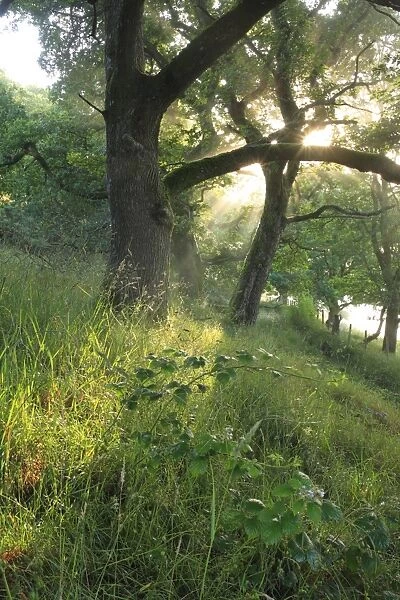 Sessile Oak (Quercus petraea) woodland habitat, Powys, Wales, july