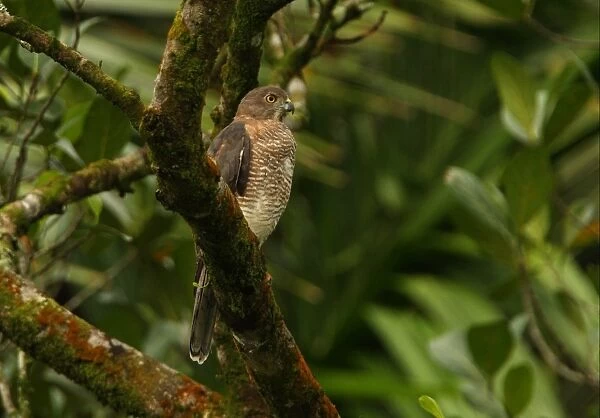 Shikra (Accipiter badius badius) adult female, perched on tree branch, Sri Lanka, december